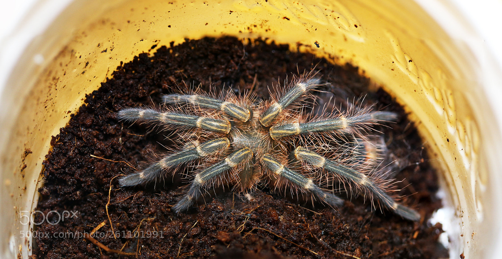 Canon EOS 700D (EOS Rebel T5i / EOS Kiss X7i) sample photo. Freshly molted golden knee photography