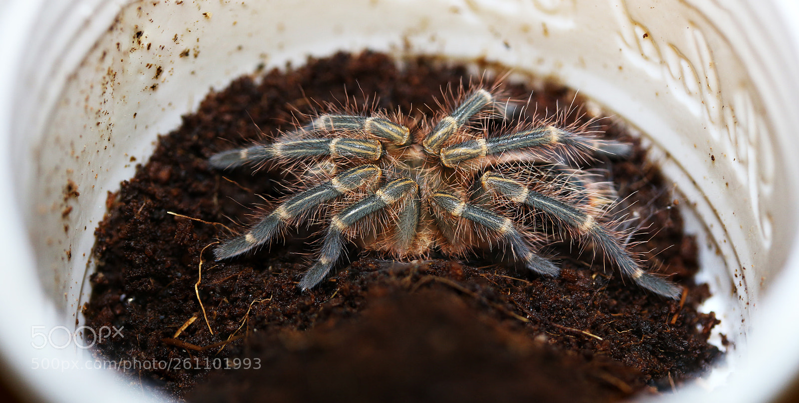Canon EOS 700D (EOS Rebel T5i / EOS Kiss X7i) sample photo. Freshly molted golden knee photography