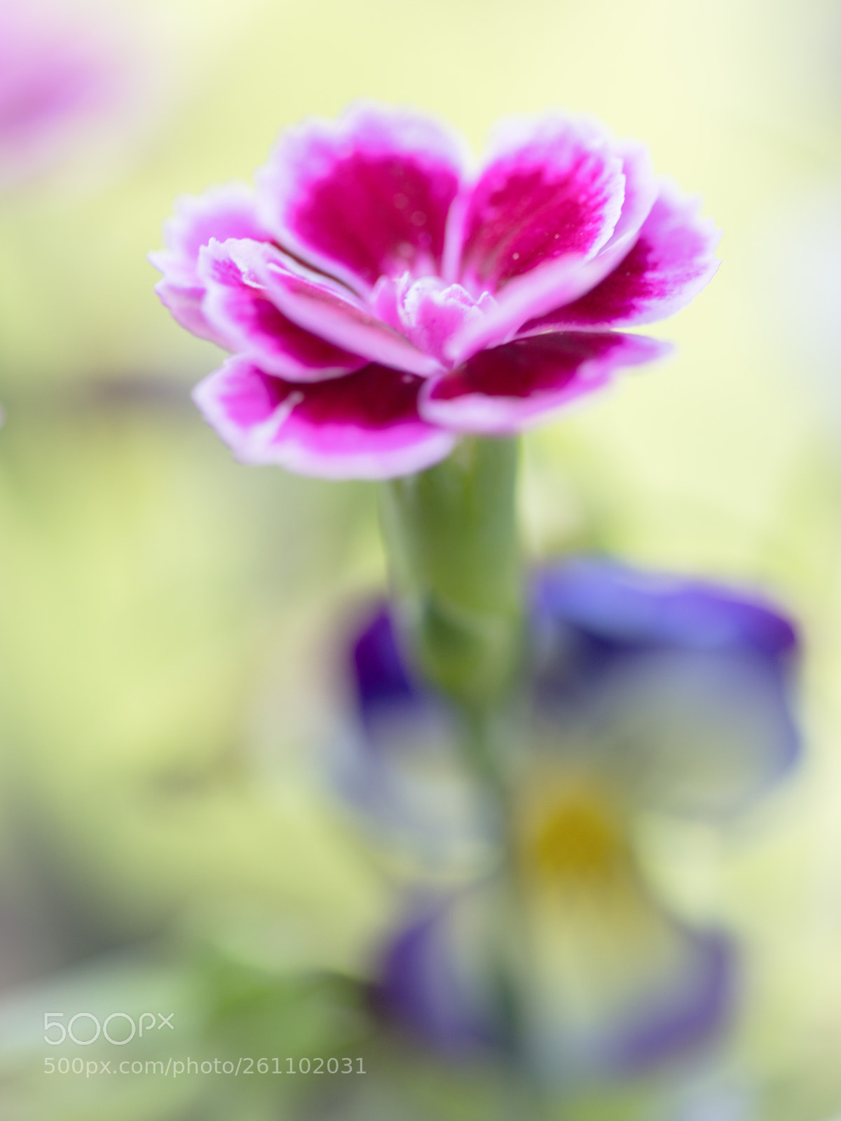Canon EOS 6D Mark II sample photo. Clove photography