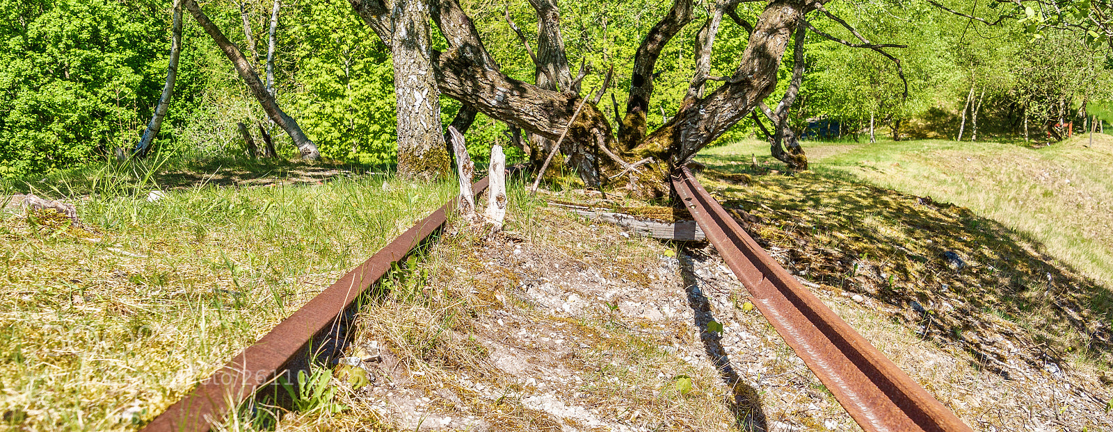 Sony ILCA-77M2 sample photo. Nature is stronger 2 photography