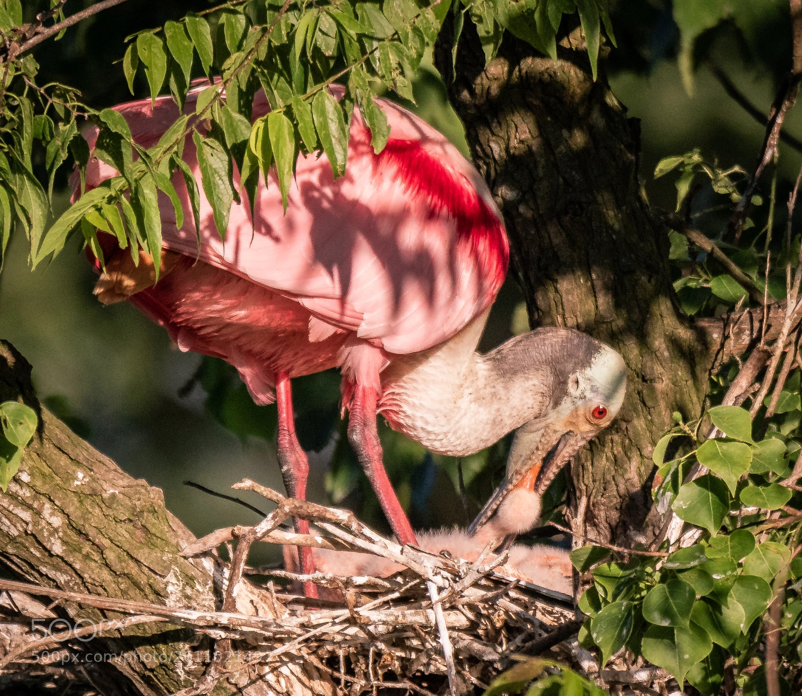 Canon EOS 7D Mark II sample photo. Feeding time photography
