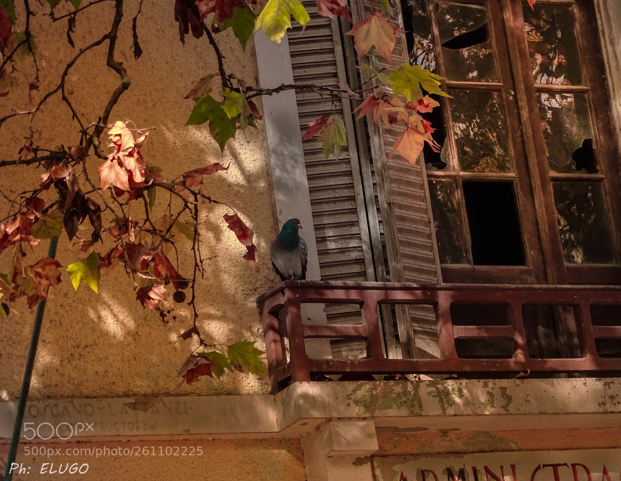 Sony Cyber-shot DSC-HX400V sample photo. Under the fall sun. photography