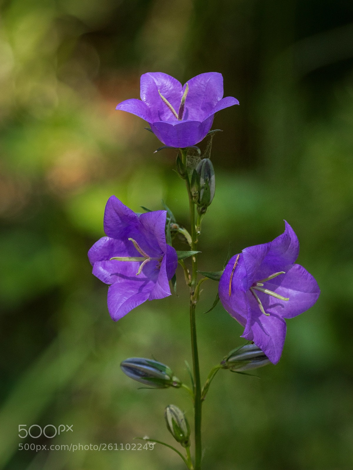 Canon EOS 7D Mark II sample photo. Forest bells photography