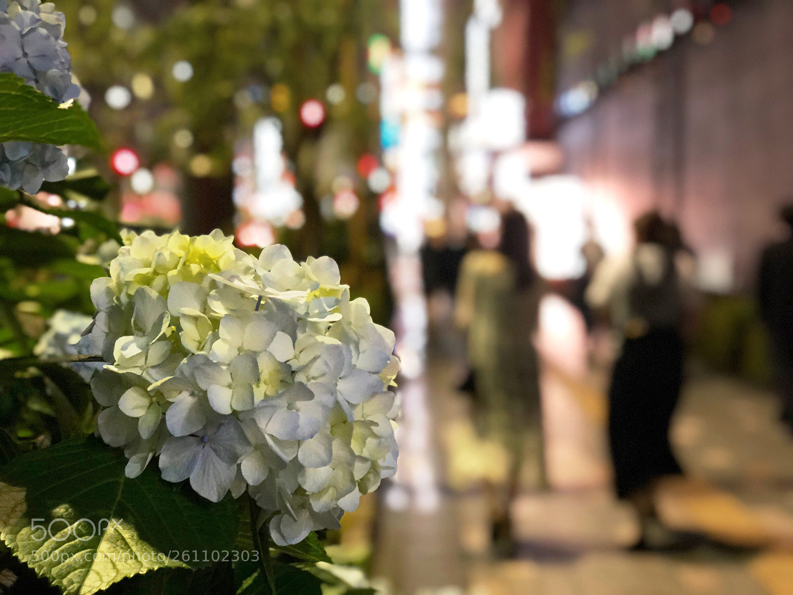 Apple iPhone X sample photo. Series of iphonex captures photography