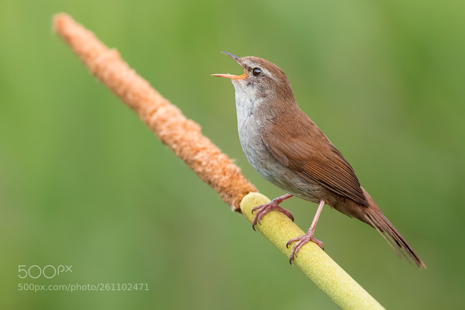 Canon EOS 5D Mark IV sample photo. Cetti's warbler in call photography