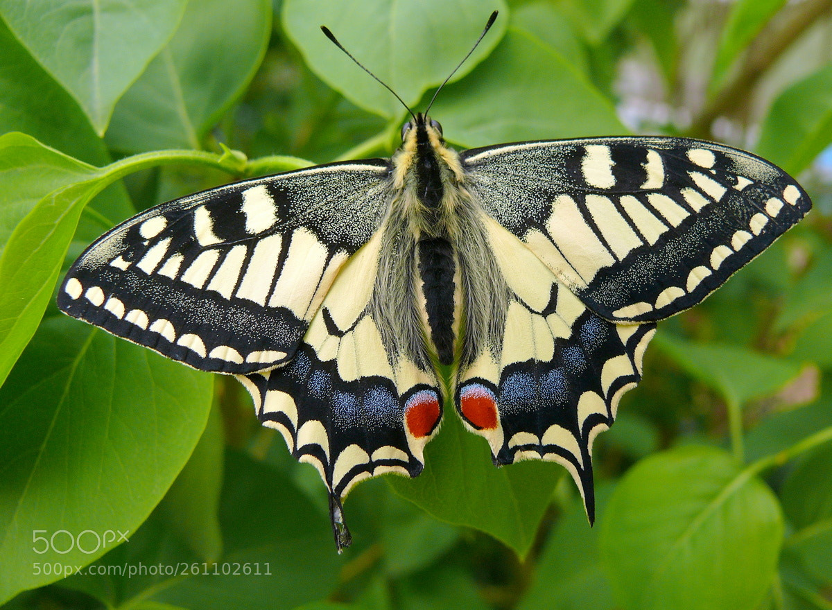 Panasonic DMC-FZ50 sample photo. Machaon photography