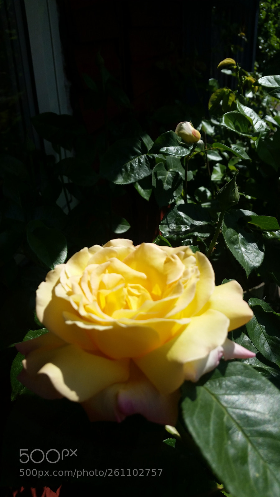 Samsung Galaxy S5 sample photo. The rose. photography