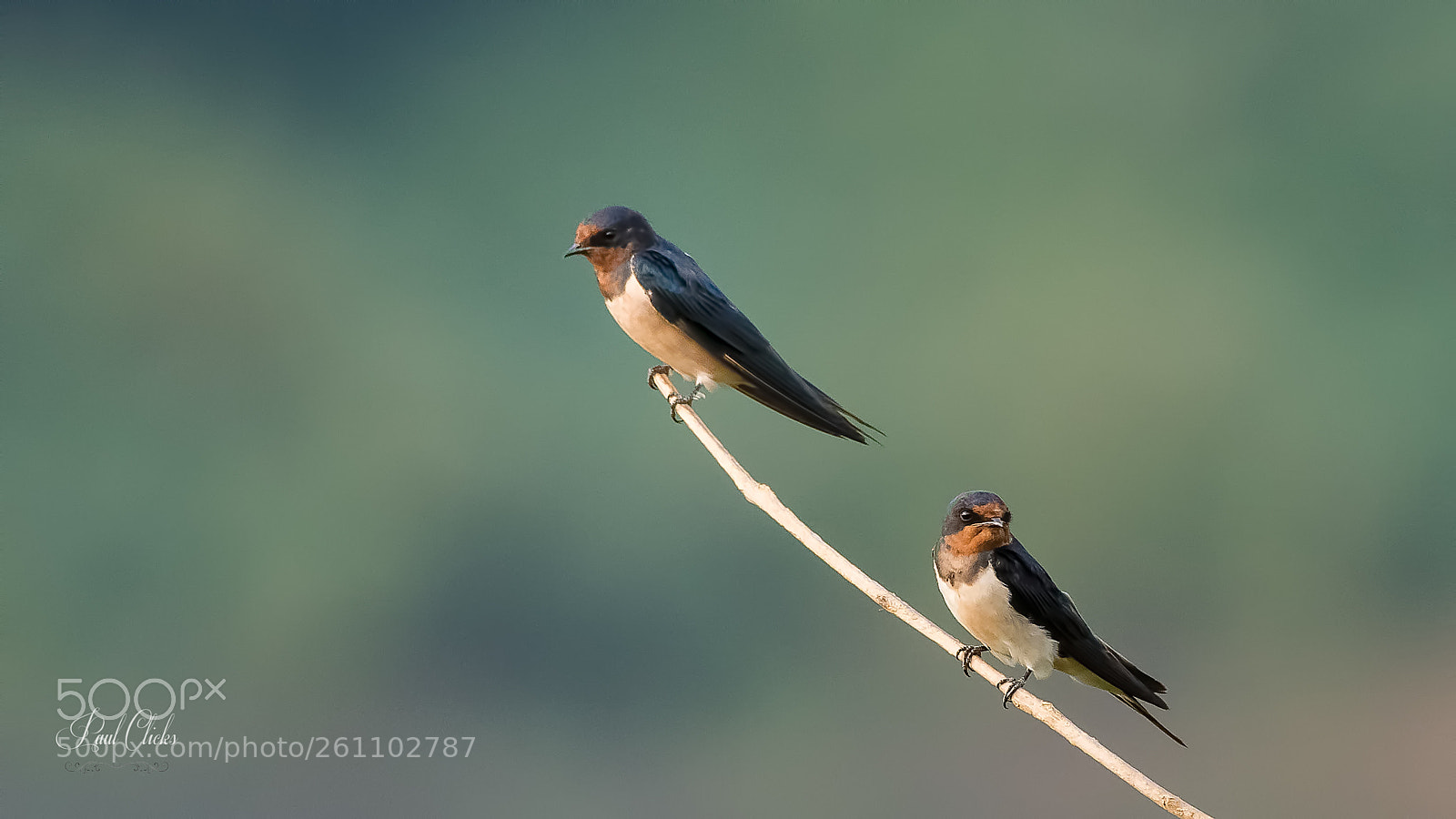Nikon D810 sample photo. Barn swallows photography