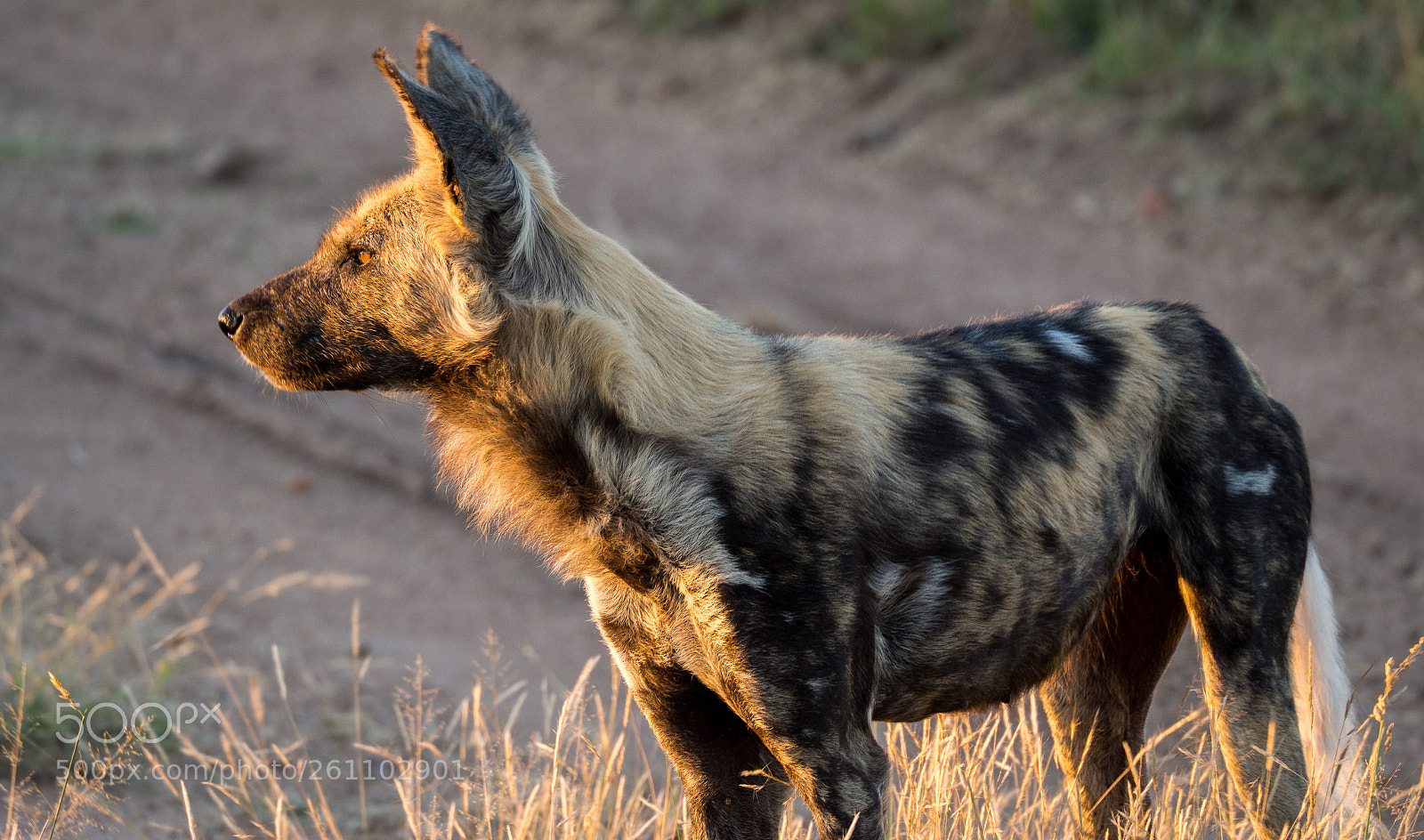 Olympus OM-D E-M10 II sample photo. African wild dog photography