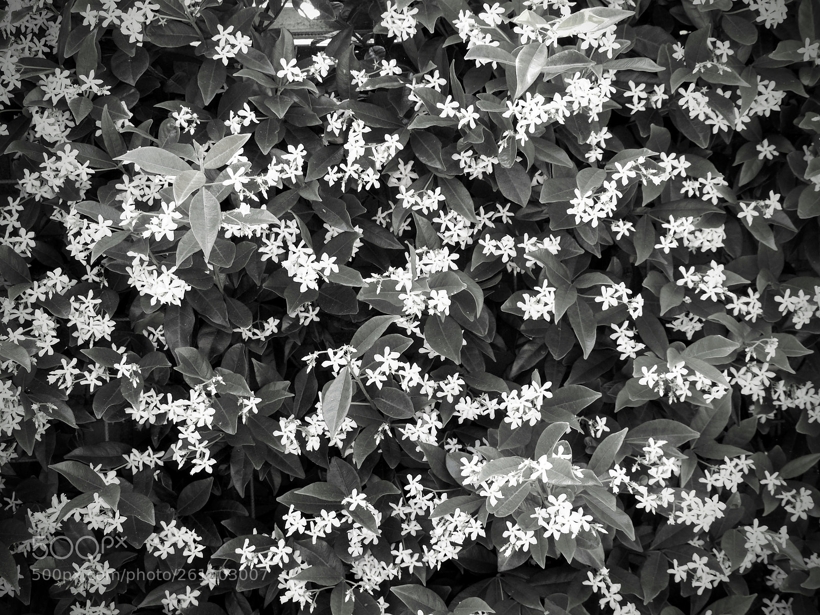 Olympus OM-D E-M10 II sample photo. Wall of flowers photography