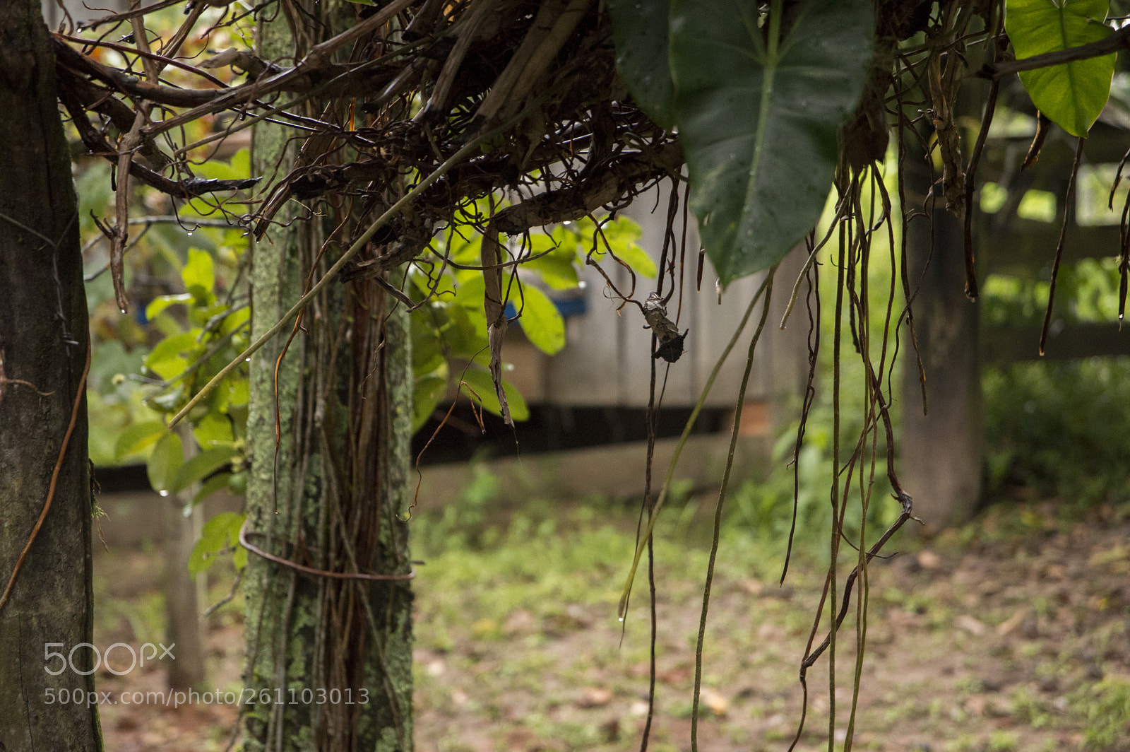 Nikon D3200 sample photo. Farm b photography