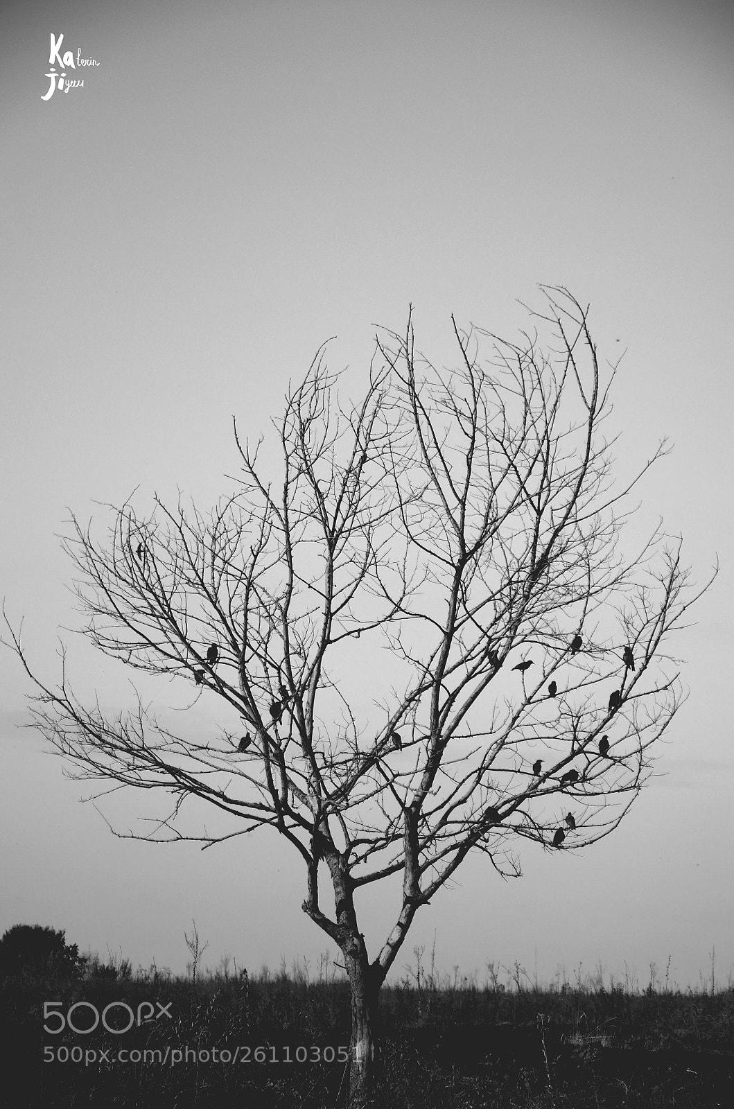 Nikon D5100 sample photo. Tree with jackdaws photography