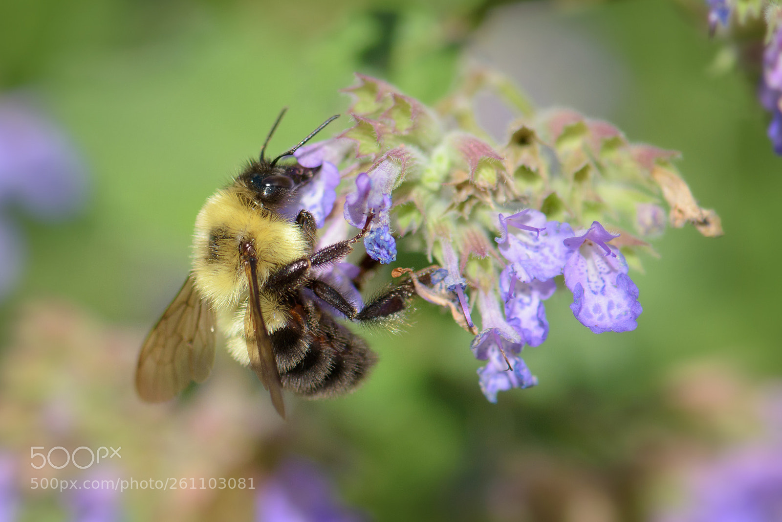 Nikon D5500 sample photo. Bumblebee photography