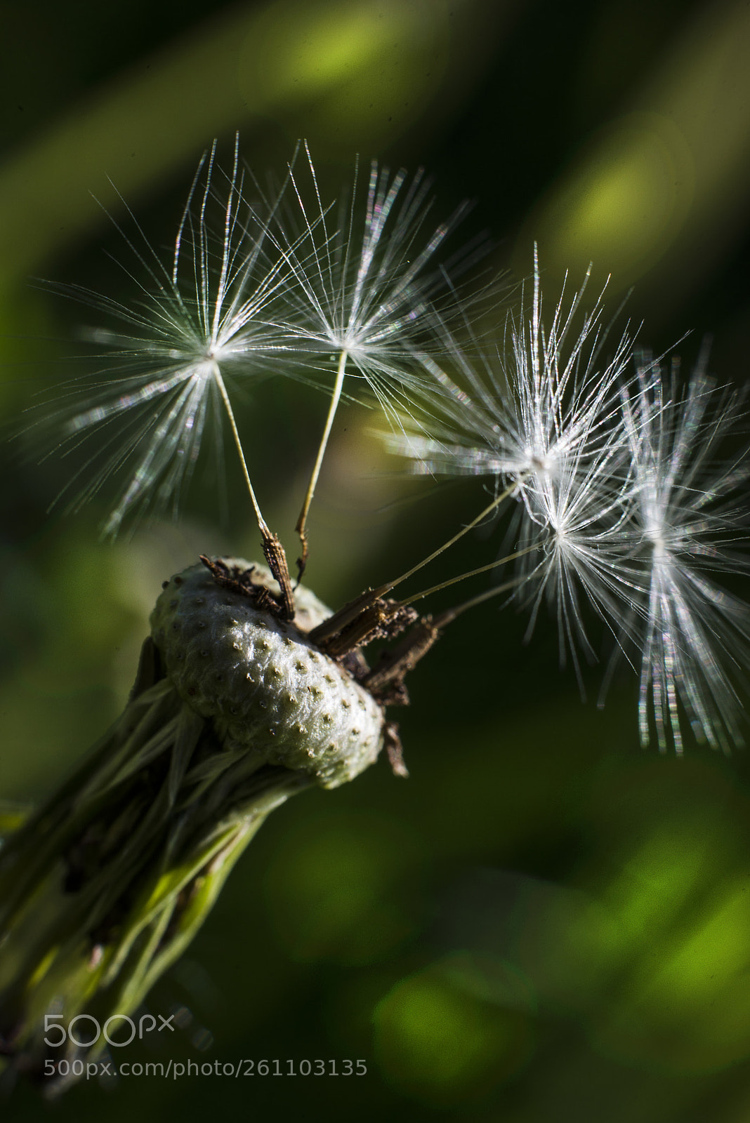 Nikon D610 sample photo. Dandelion`s seedlings photography