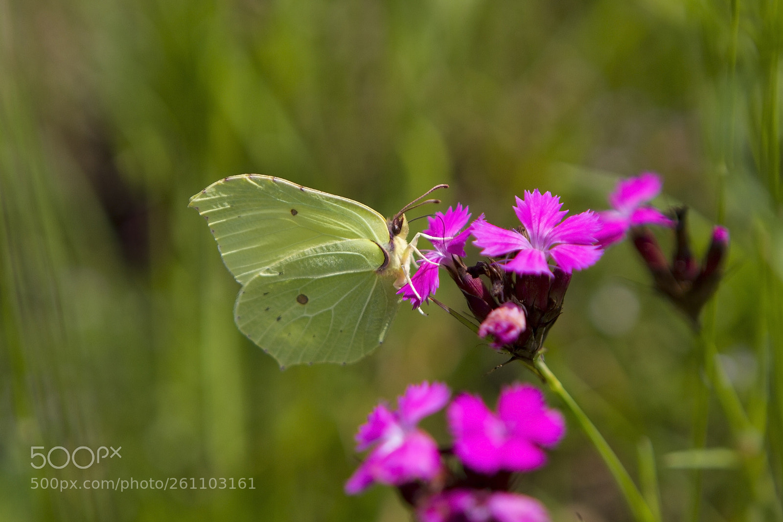 Canon EOS 7D sample photo. Springtime photography