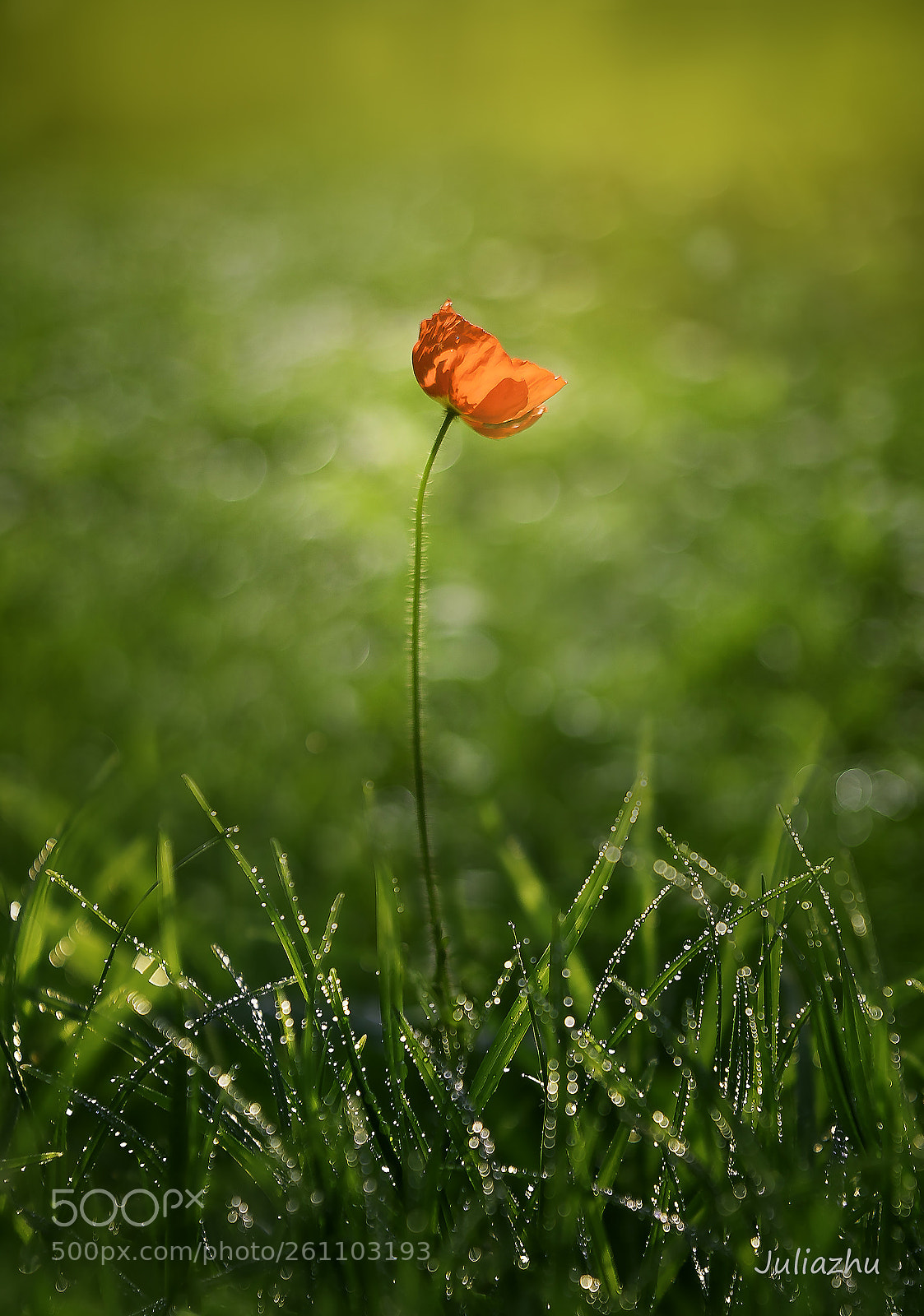 Canon EOS 5D Mark IV sample photo. Flower photography