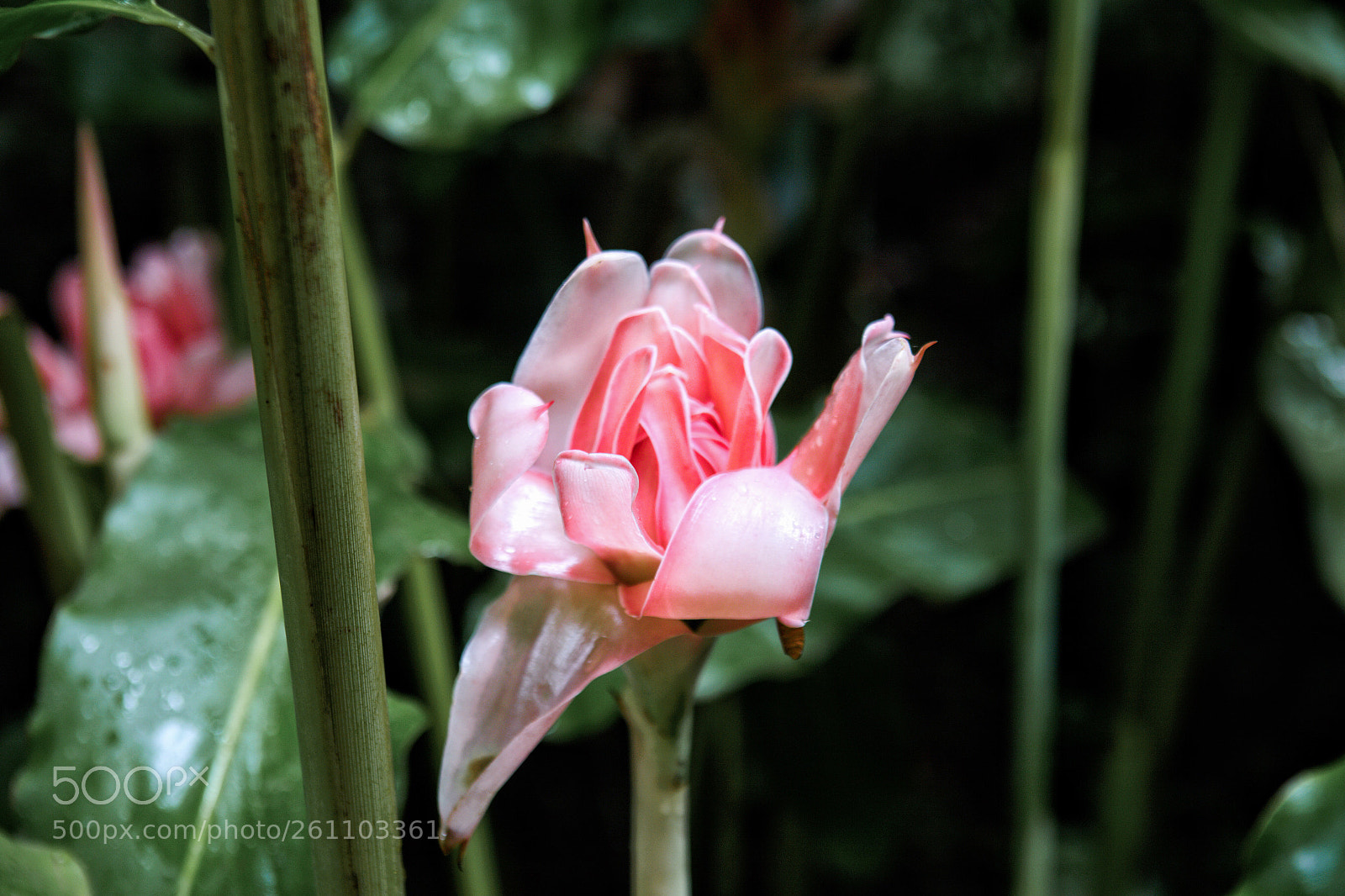 Canon EOS 6D sample photo. A flower photography