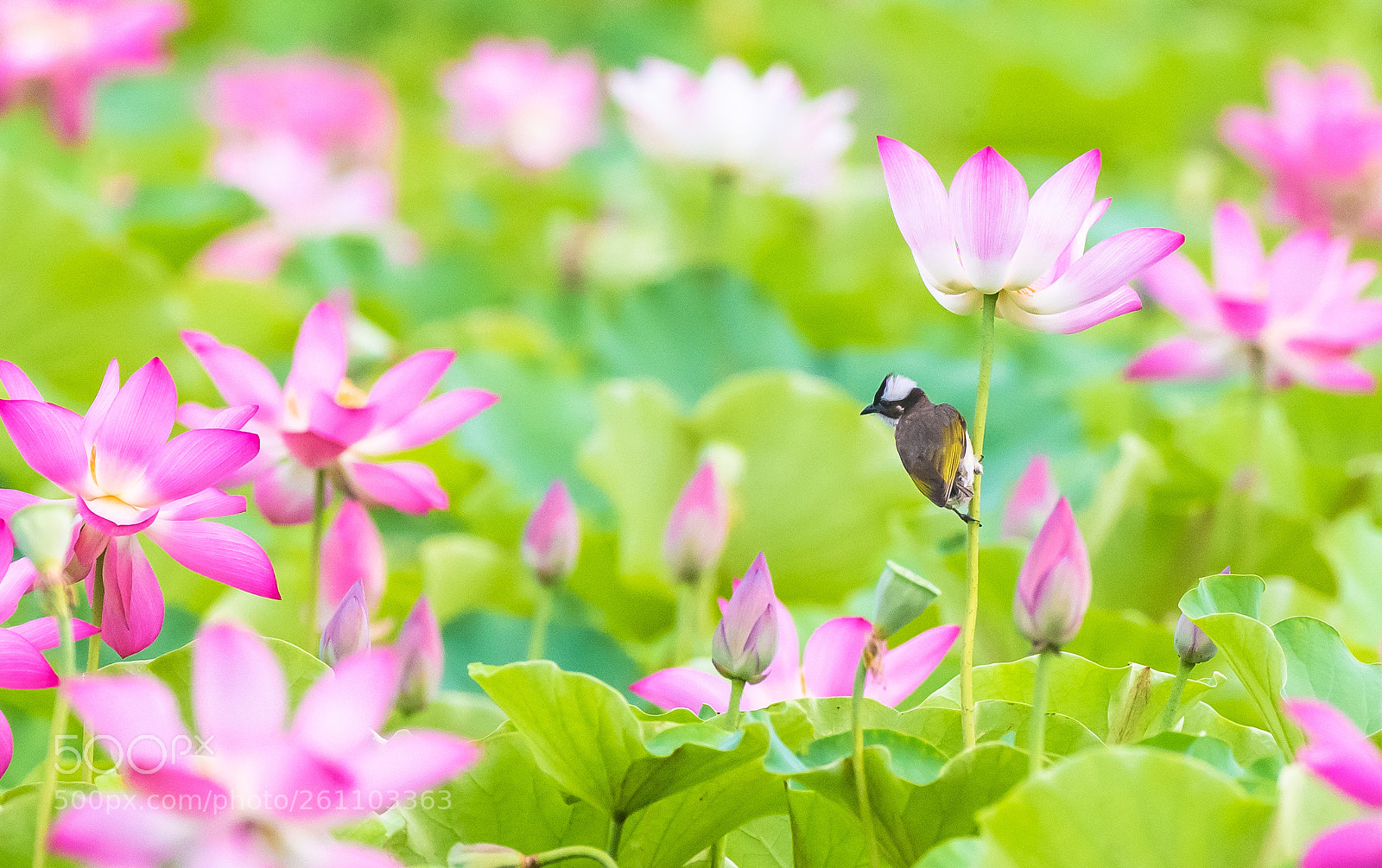 Canon EOS-1D X sample photo. Lost in lotus flowers photography