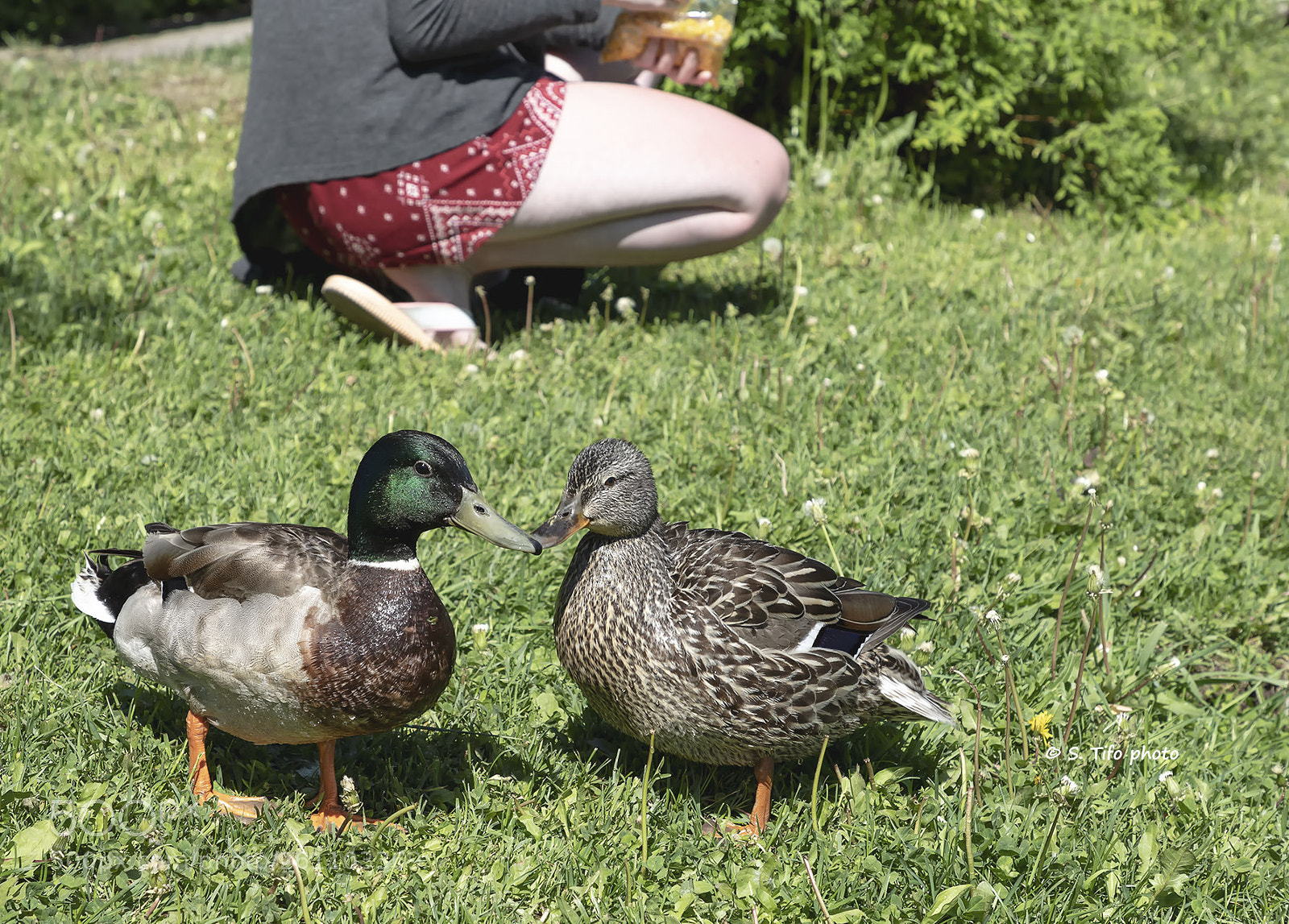Canon EOS 6D Mark II sample photo. Feeding the ducks ... photography