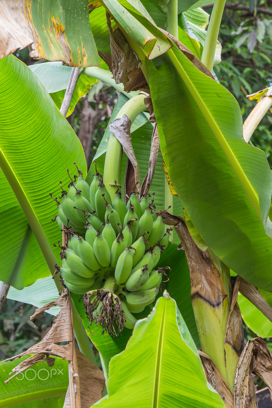 Canon EOS M sample photo. A banana tree with a bunch of green bananas photography