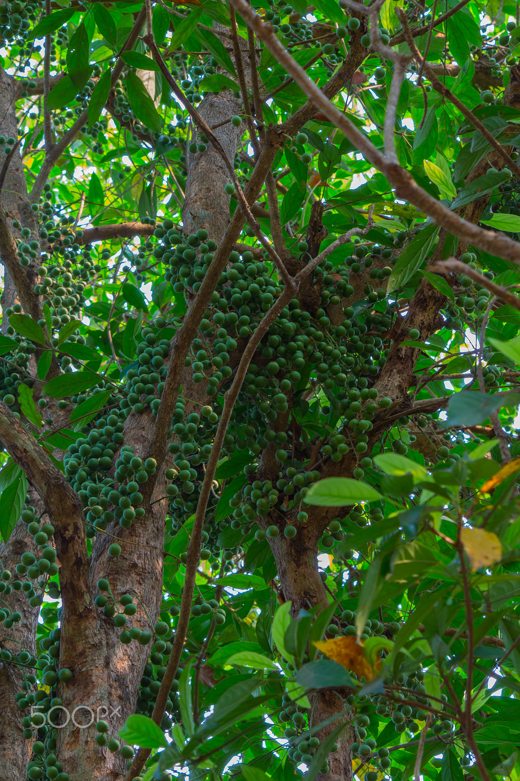 Canon EOS M sample photo. Green baccaurea ramiflora fruit on tree,thailand photography