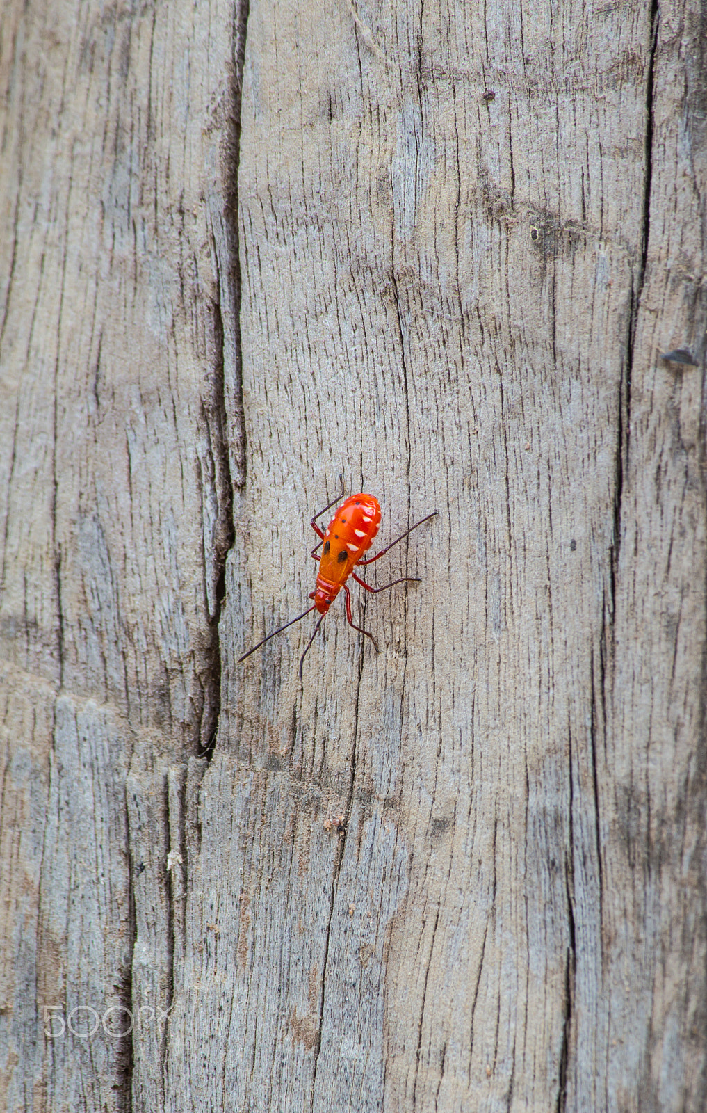 Canon EOS M sample photo. Kapok bug on wood, probergrothius nigricornis, a common man-face photography