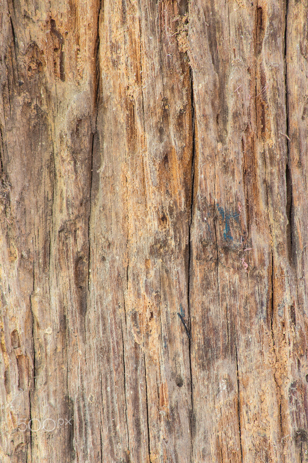 Canon EOS M sample photo. Old wooden plank with termites damage photography