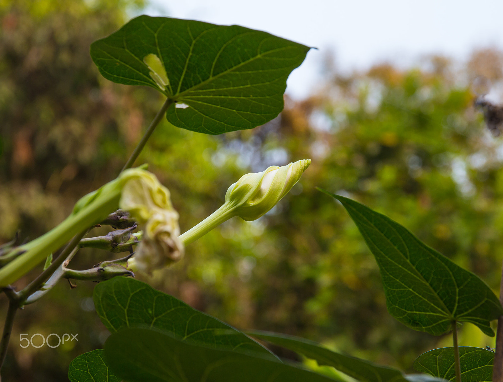 Canon EOS M sample photo. Moonflower on the vine photography