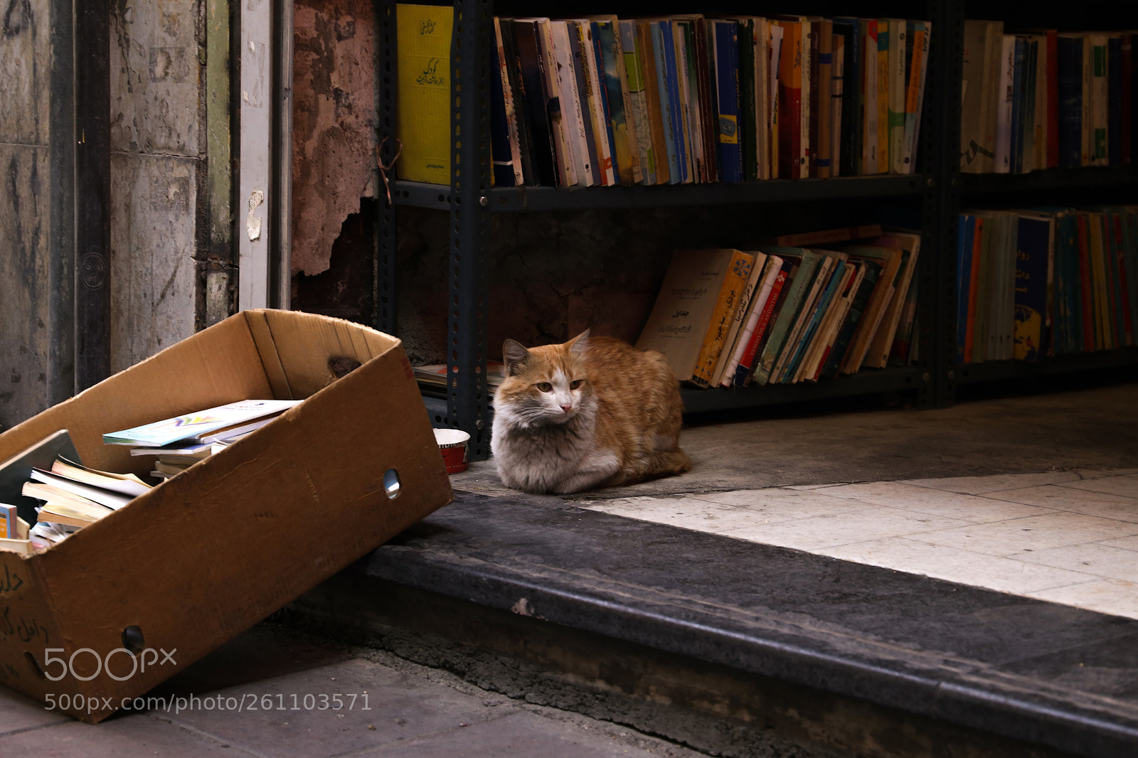 Canon EOS 6D sample photo. Cozymozy photography