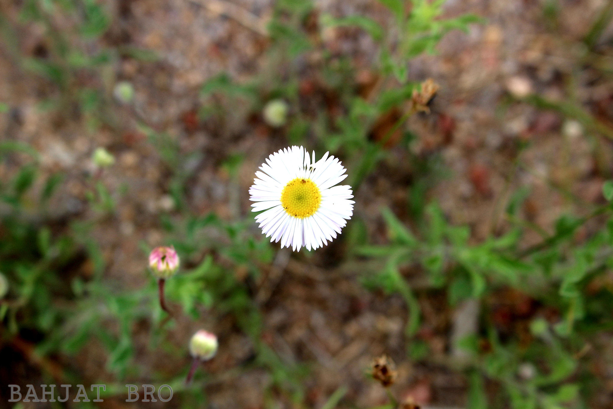 Canon EOS 100D (EOS Rebel SL1 / EOS Kiss X7) sample photo. Good morning from garden of the gods photography