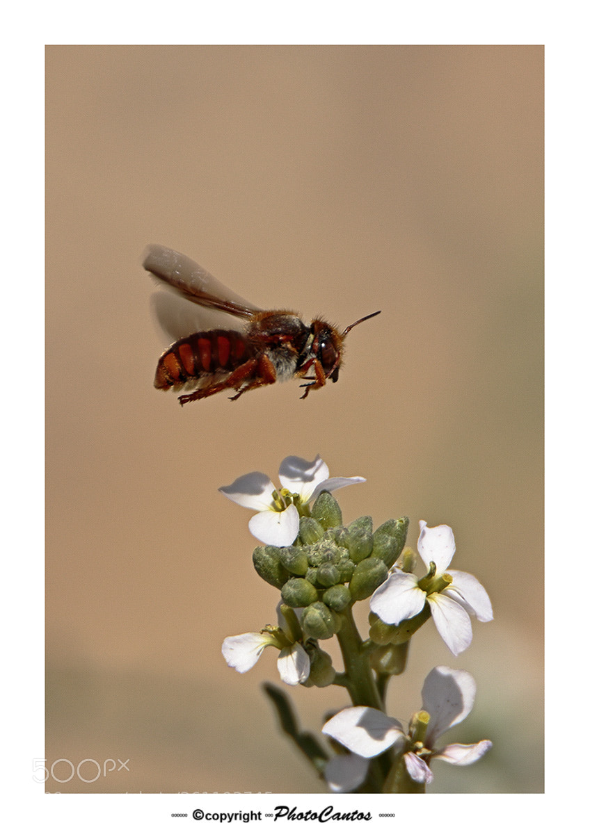 Canon EOS 7D Mark II sample photo. Insecto volador photography