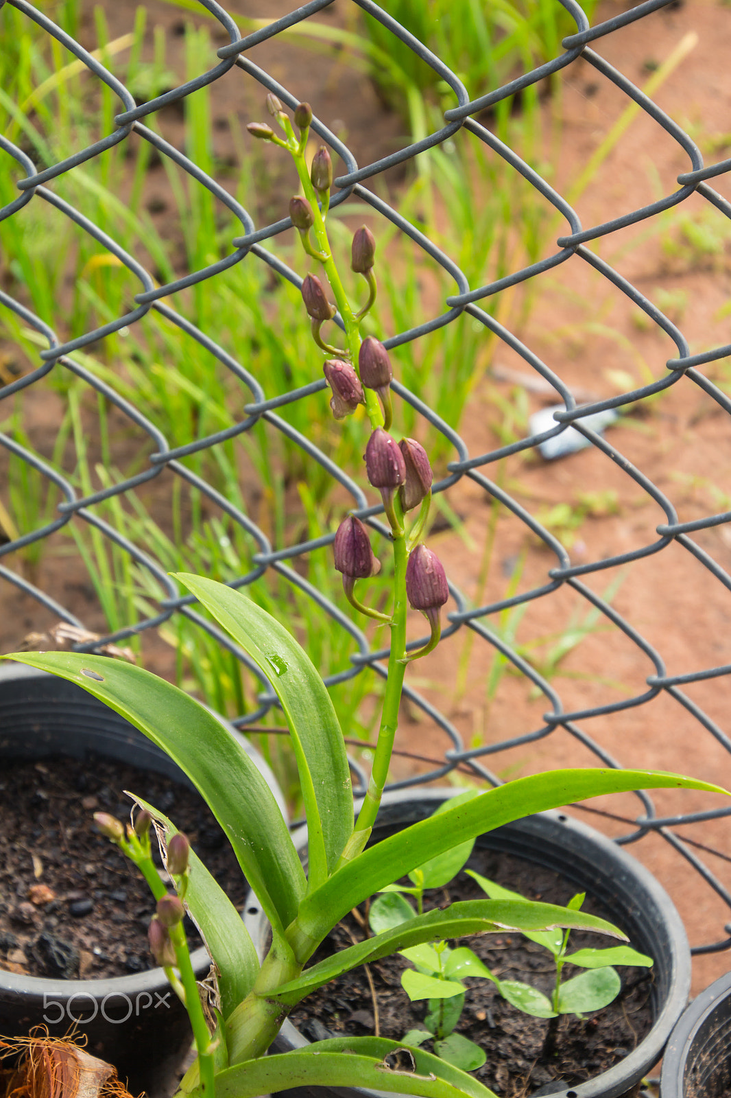 Canon EOS M sample photo. Small orchids hang on jardiniere photography