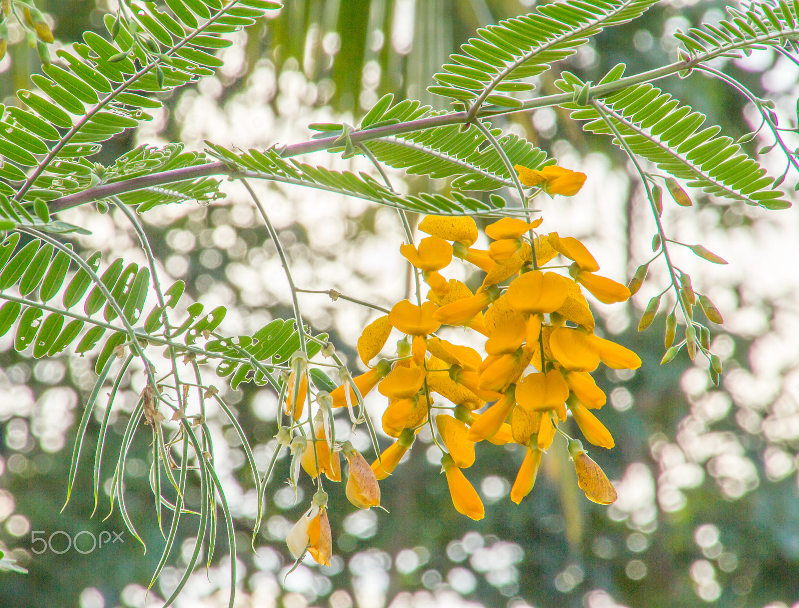 Canon EOS M sample photo. Sesbania flower photography