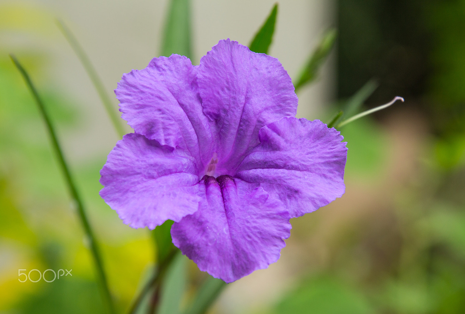 Canon EOS M sample photo. A purple ruellia squarrosa or wild petunias photography