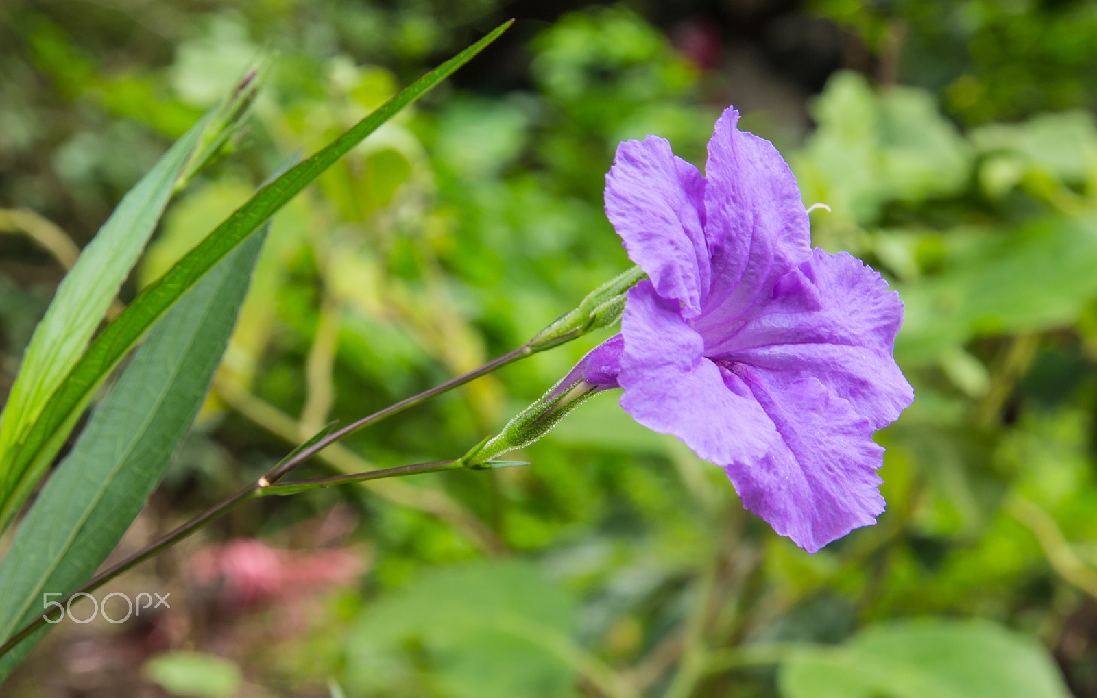 Canon EOS M sample photo. A purple ruellia squarrosa or wild petunias photography