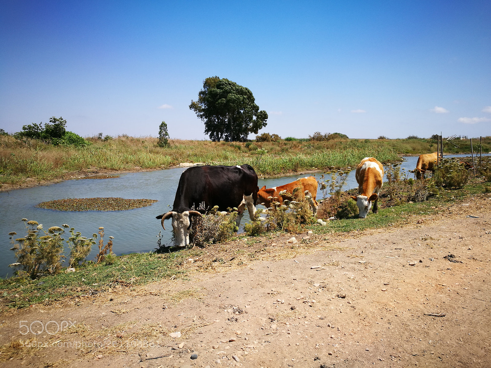 HUAWEI P9 sample photo. Cows ??? photography