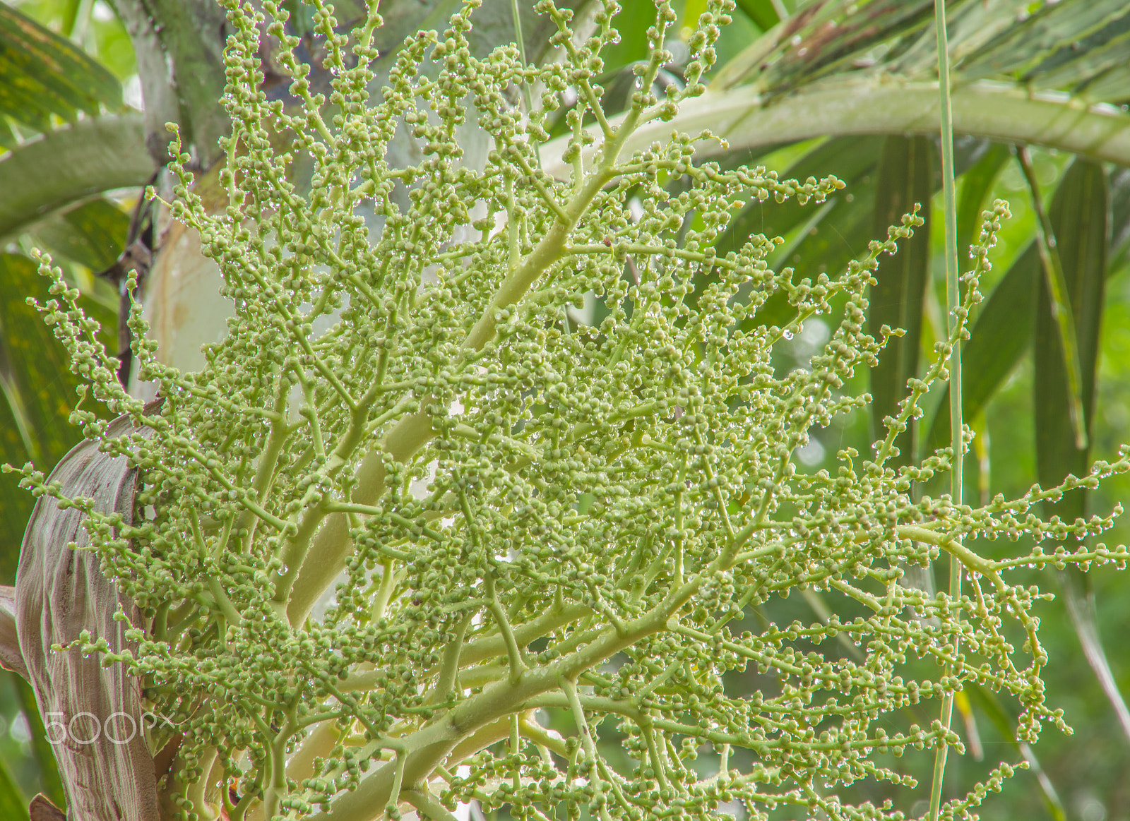 Canon EOS M sample photo. Baby areca catechu linn photography