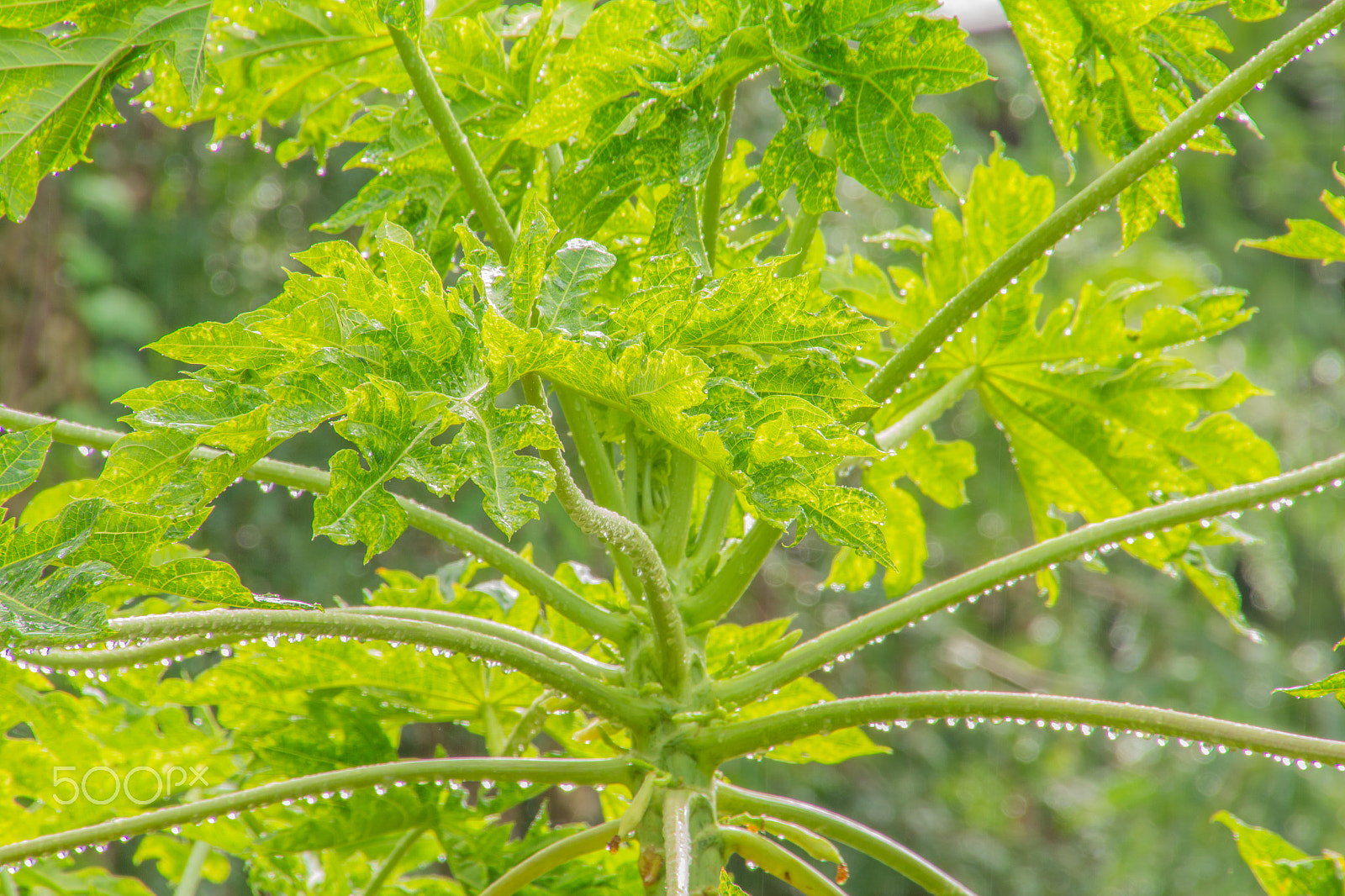 Canon EOS M sample photo. Fresh treetop papaya beautiful after raining photography
