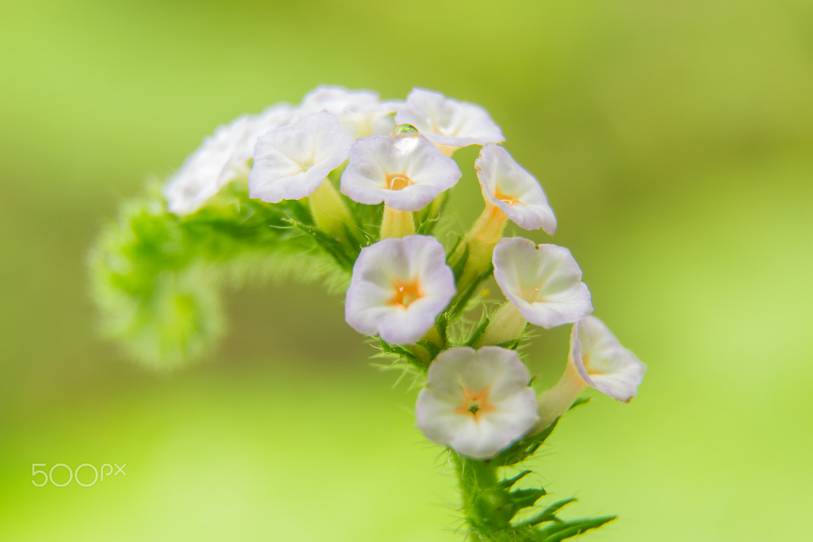 Canon EOS M sample photo. Blur focus closeup flower of heliotropium indicum herb photography