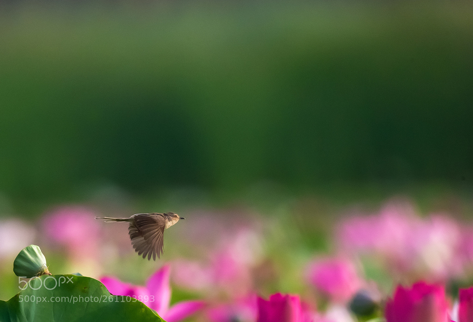 Canon EOS-1D X sample photo. Warbler in lotus pool_3 photography