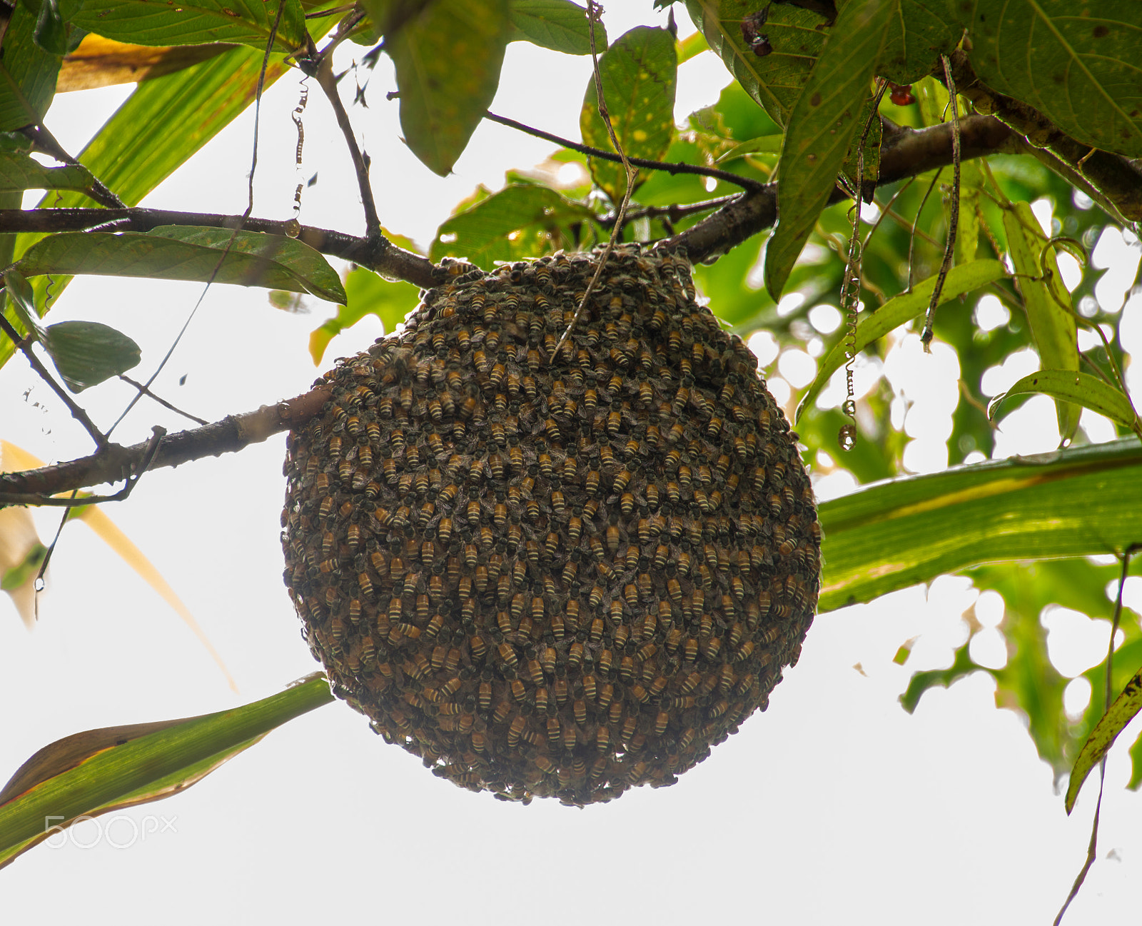 Canon EOS M sample photo. Honeybee swarm hanging on guava tree in nature after rainning photography