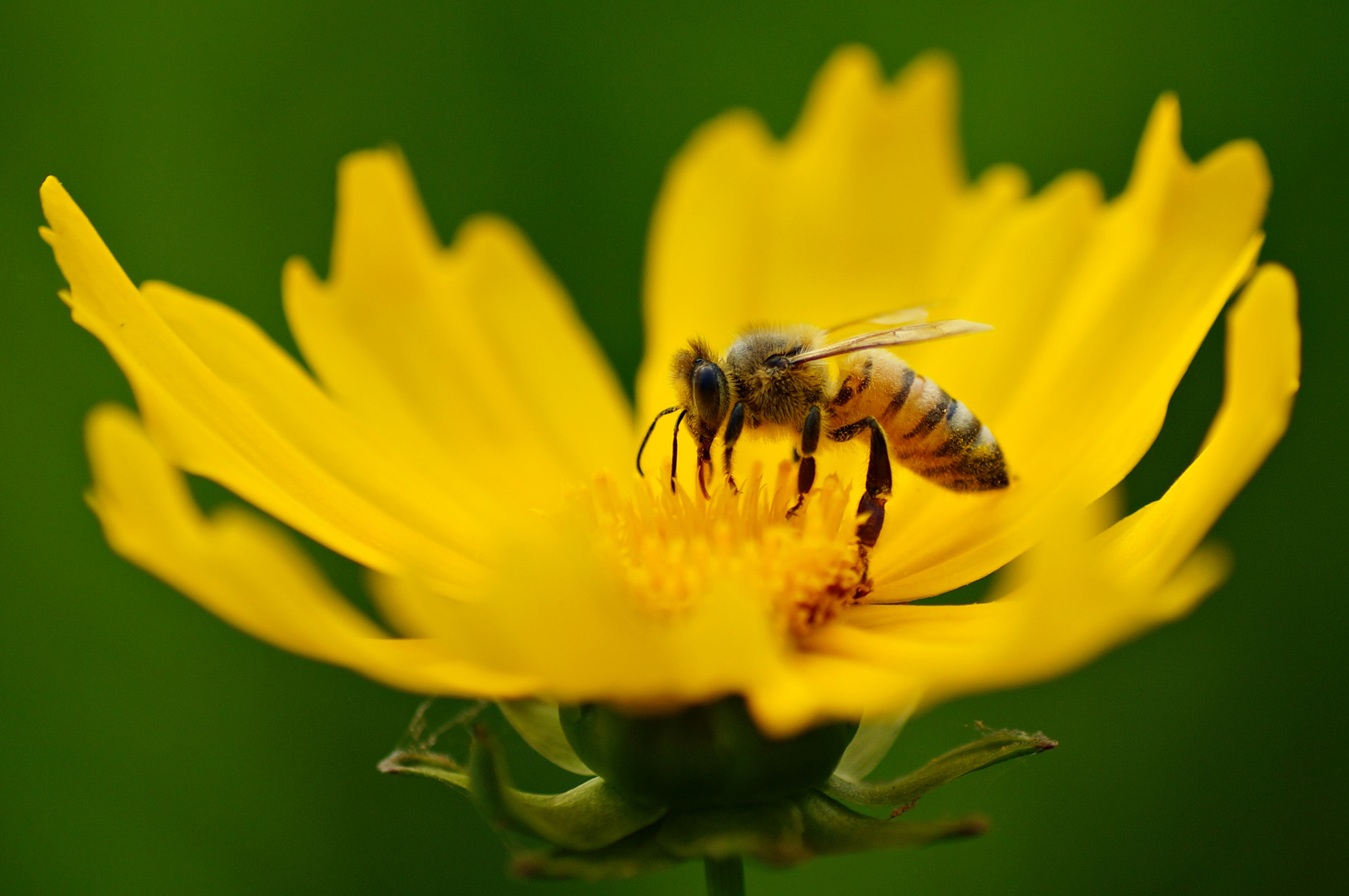 Sony SLT-A57 sample photo. Honey bee photography