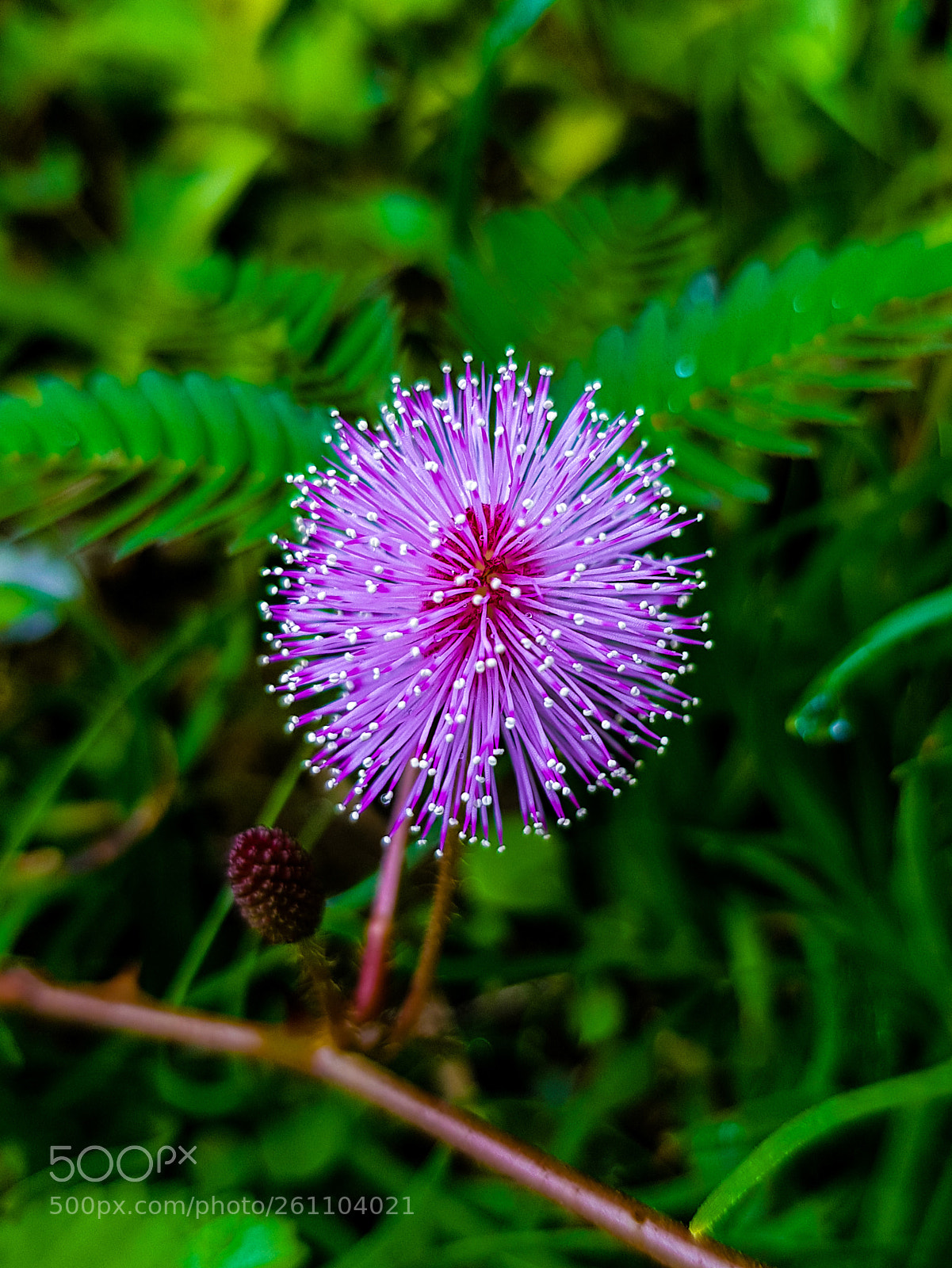 Samsung Galaxy S8+ sample photo. Mimosa-flower photography