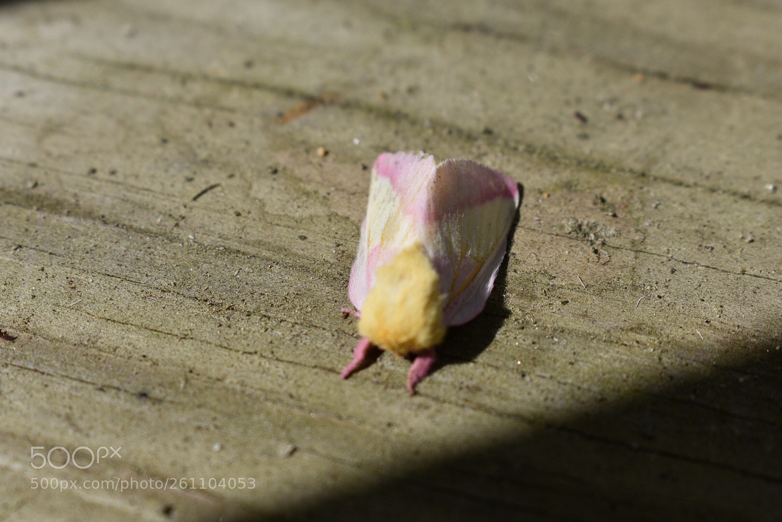 Nikon D3400 sample photo. Moth photography