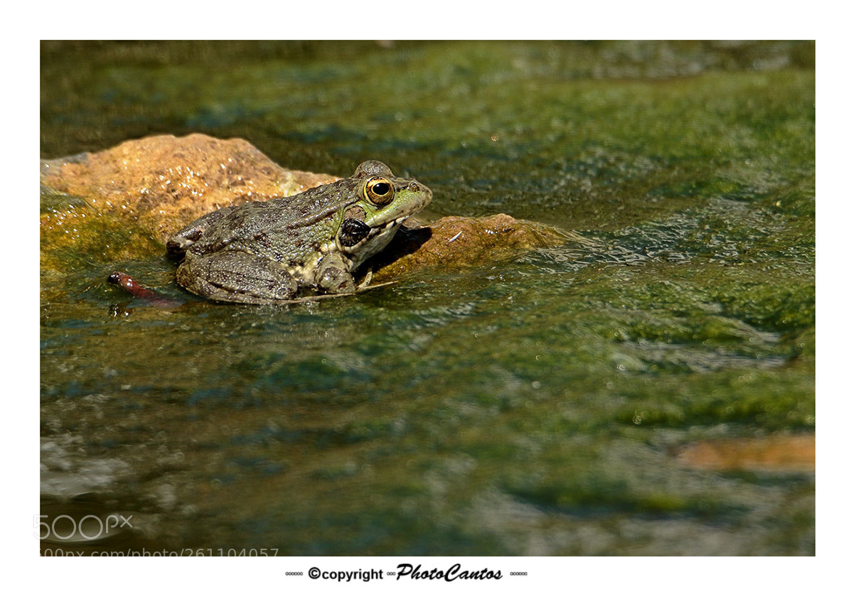 Canon EOS 7D Mark II sample photo. Rana photography
