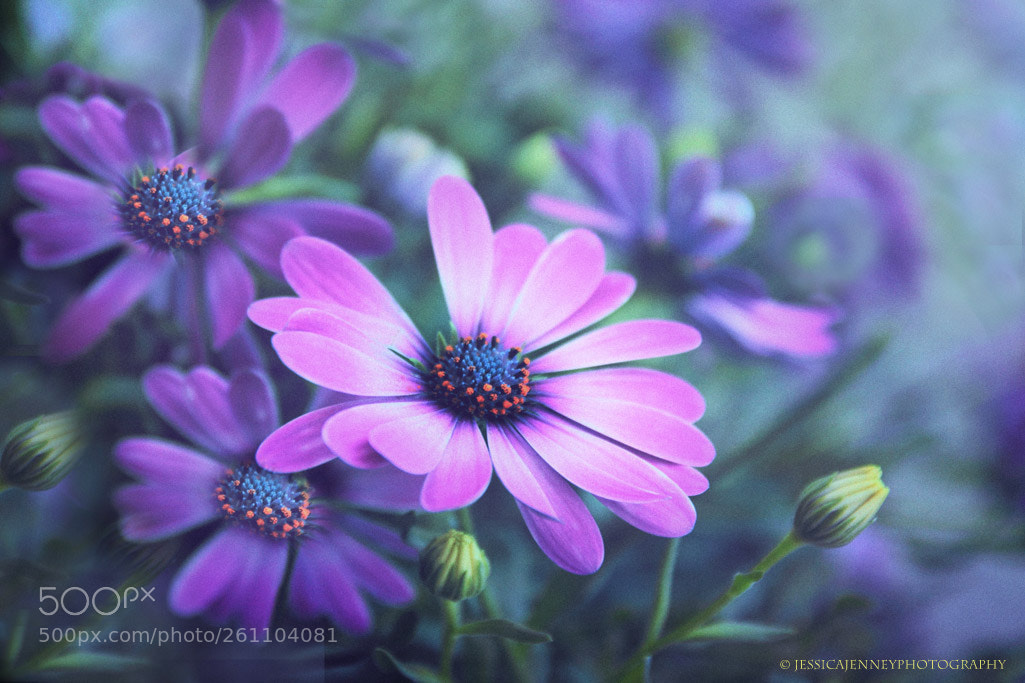 Canon EOS 600D (Rebel EOS T3i / EOS Kiss X5) sample photo. The painted daisy photography