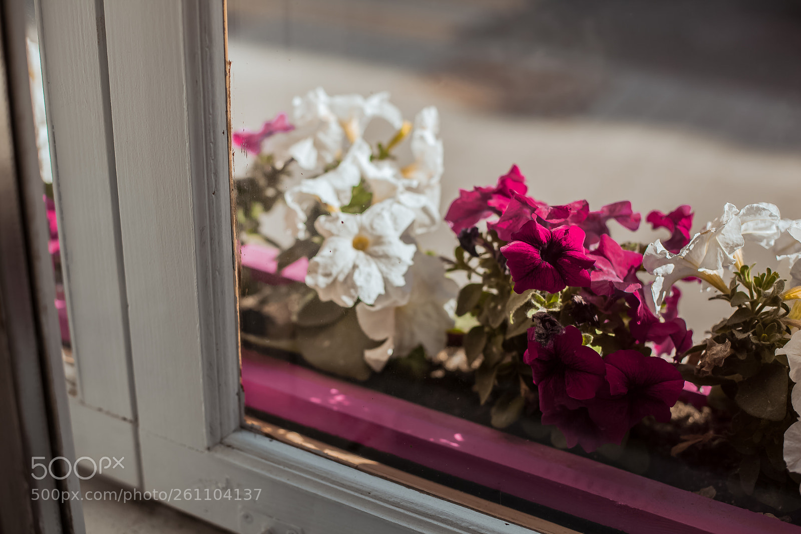 Canon EOS 5D Mark II sample photo. Flower pots photography