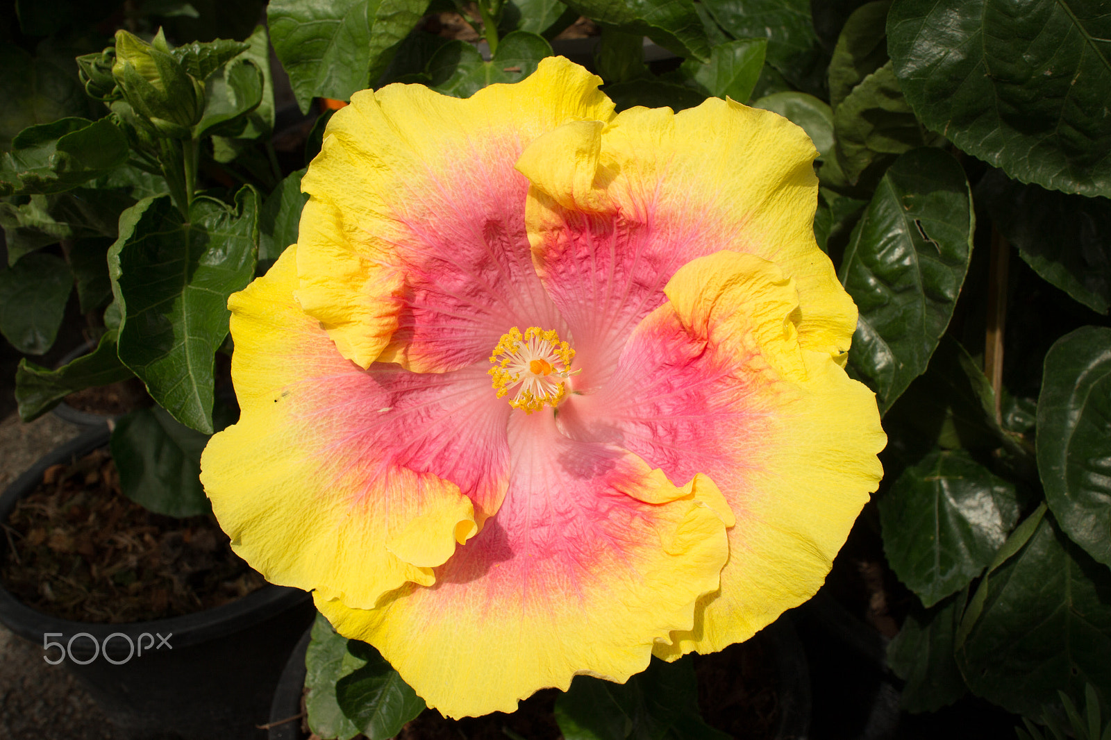 Canon EOS M sample photo. Yellow pink chinese hibiscus photography