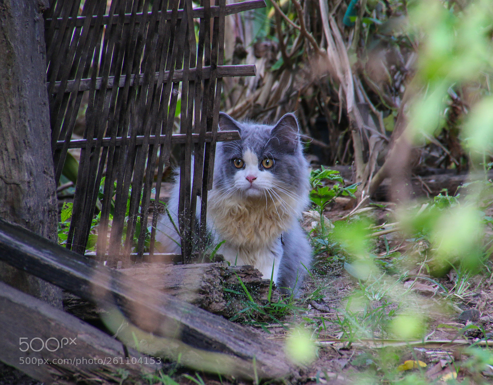 Canon EOS 70D sample photo. Cute cate in the photography