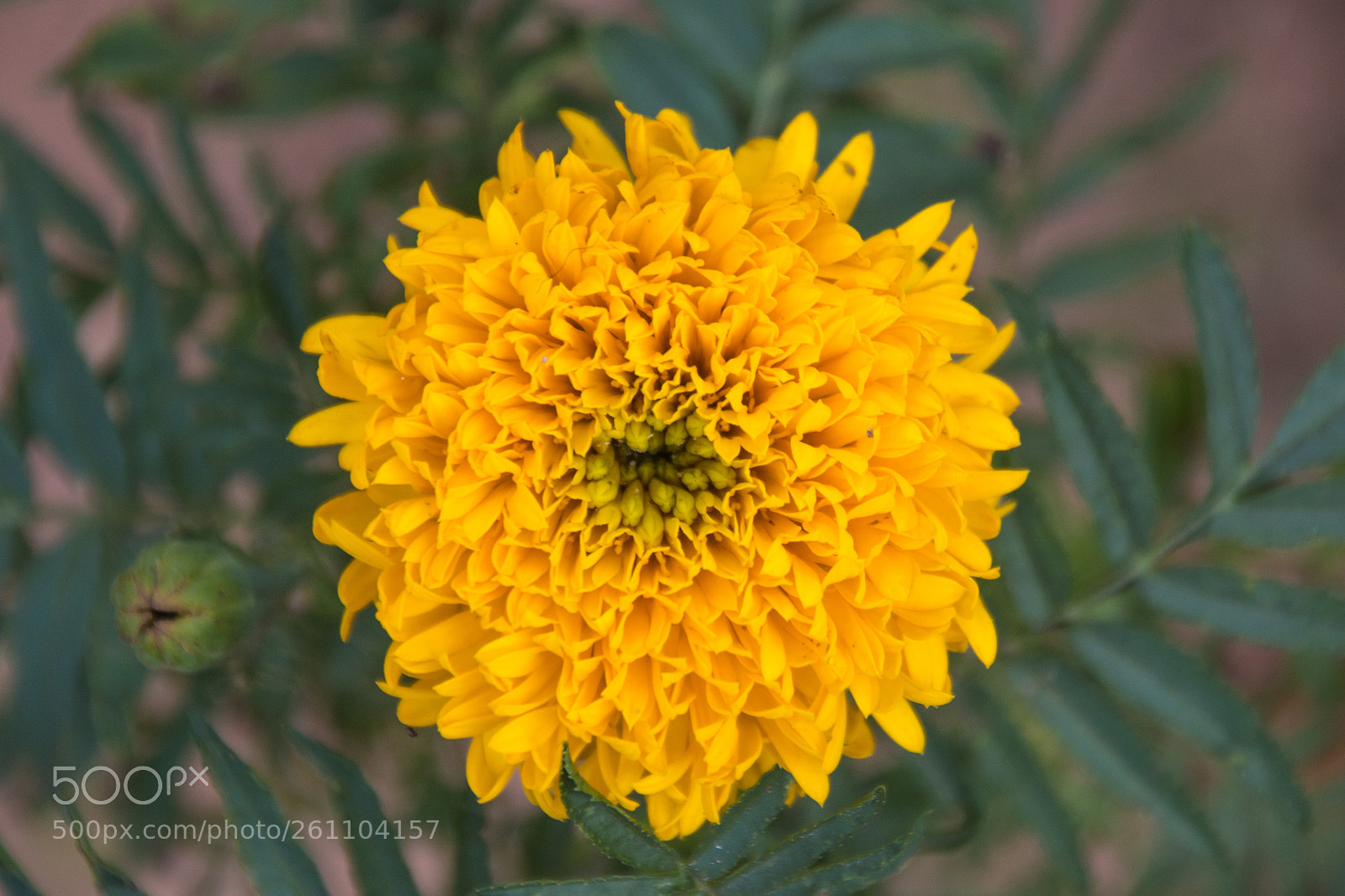 Canon EOS 70D sample photo. Marigold flower in the photography